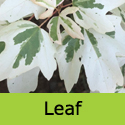 Acer Carnival Variegated Field Maple, AGM + SMALL TREE + SLOW GROWING + PATIO + WET TOLERANT **FREE UK MAINLAND DELIVERY + FREE 3 YEAR LTD TREE WARRANTY**