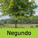 Acer Negundo Ash Leaved Maple Tree, FAST GROWING + DROUGHT RESISTANT **FREE UK MAINLAND DELIVERY + FREE 3 YEAR LTD TREE WARRANTY**