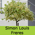 Simon Louis Freres Sycamore tree