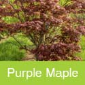 Purple Japanese Maple Tree, Acer Palmatum Atropurpureum **FREE UK MAINLAND DELIVERY + FREE 100% TREE WARRANTY**