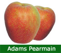 Adams Pearmain Eating Apple Tree (C2) CRISPY + STORES WELL, 2-3 years old, delivered 1-2m tall, 12L pot **FREE UK MAINLAND DELIVERY + FREE 100% TREE WARRANTY**