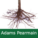C2 Bare Root Adams Pearmain Eating Apple, 1-2 m Tall, Fruits October, KEEPS WELL + DISEASE RESISTANT + NORTH UK **FREE UK MAINLAND DELIVERY + FREE 100% TREE WARRANTY**