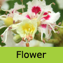 Aesculus hippocastanum Horse Chestnut flower