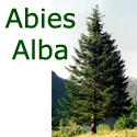 Silver Fir Tree (Abies Alba) 10-20cm Trees, WET + DRY + SHADY + EVERGREEN + HONEY FUNGUS RESISTANT **FREE UK MAINLAND DELIVERY + FREE 100% TREE WARRANTY**