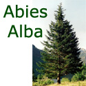 Silver Fir Tree (Abies Alba) 10-20cm Trees, WET + DRY + SHADY + EVERGREEN + HONEY FUNGUS RESISTANT **FREE UK MAINLAND DELIVERY + FREE 100% TREE WARRANTY** Silver Fir Tree (Abies Alba) 10-20cm Trees, WET + DRY + SHADY + EVERGREEN + HONEY FUNGUS RESISTANT **FREE UK MAINLAND DELIVERY + FREE 100% TREE WARRANTY**