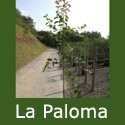 DELIVERED SEPTEMBER 2024 Amelanchier La Paloma, Snowy Mespilus Tree **FREE UK MAINLAND DELIVERY + FREE 100% TREE WARRANTY**