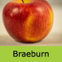 Braeburn ripe apple