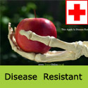 Charles Ross Disease Resistant Apple Tree