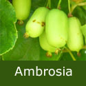 Kiwi Arguta Ambrosia (female), 2-3 years old, 1+ m at delivery, UK SUITABLE + HARDY + SWEET FRUITS + PARTIALLY SELF FERTILE **FREE UK MAINLAND DELIVERY + FREE 100% TREE WARRANTY** Kiwi Arguta Ambrosia (female), 2-3 years old, 1+ m at delivery, UK SUITABLE + HARDY + SWEET FRUITS + PARTIALLY SELF FERTILE **FREE UK MAINLAND DELIVERY + FREE 100% TREE WARRANTY**