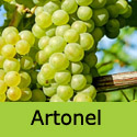 Muscat Artonel Grape Vine, Eating, White, Indoor **FREE UK DELIVERY + FREE 3 YEAR LTD WARRANTY**
