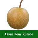 Kumoi Asian Pear Tree, FRUIT STORES WELL + SELF FERTILE + MAYBE LOWER TAX BILL **FREE UK MAINLAND DELIVERY + FREE 100% TREE WARRANTY**