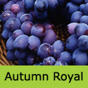 Autumn Royal Grape Vine, Eating, Red/Black, Indoor, FIRM + THIN SKIN + SEEDLESS + JUICY **FREE UK MAINLAND DELIVERY + FREE 100% TREE WARRANTY**