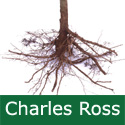 C3 (SELF FERTILE) BARE ROOT Charles Ross Eating/Cooking Apple, 1-2m Tall, Fruits September, HARDY+ NORTH UK + JUICE + CONTAINER + DISEASE RESISTANT **FREE UK MAINLAND DELIVERY + FREE 100% TREE WARRANTY**