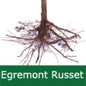 C2 BARE ROOT Egremont Russet Eating Apple, 1-2m tall, Fruits October, VERY HARDY, FIRM + NUTTY FLAVOUR + JUICING + GOOD POLLINATOR **FREE UK MAINLAND DELIVERY + FREE 100% TREE WARRANTY**