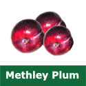 C1 (SELF FERTILE) BARE ROOT Methley Plum Tree, Eating, 1-2m tall, Fruits Early August EXCELLENT JAPANESE PLUM + LARGE HARVEST **FREE UK MAINLAND DELIVERY + FREE 100% TREE WARRANTY** C1 (SELF FERTILE) BARE ROOT Methley Plum Tree, Eating, 1-2m tall, Fruits Early August EXCELLENT JAPANESE PLUM + LARGE HARVEST **FREE UK MAINLAND DELIVERY + FREE 100% TREE WARRANTY**