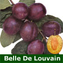 C3 (SELF FERTILE) BARE ROOT Eating/Cooking Belle De Louvain Plum Tree 1-2m tall, Fruits Aug, LARGE FRUIT + FROST RESISTANT **FREE UK MAINLAND DELIVERY + FREE 100% TREE WARRANTY**