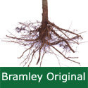 C3 (TRIPLOID) BARE ROOT Bramley Original Apple, 1-2 m Tall, Fruits October, BEST COOKING APPLE **FREE UK MAINLAND DELIVERY + FREE 100% TREE WARRANTY**
