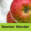 C5 Bare Root Newton Wonder Cooking and Eating Apple, AWARD + LOW DISEASE + JUICING + LARGE CROP   **FREE UK MAINLAND DELIVERY + FREE 100% TREE WARRANTY**