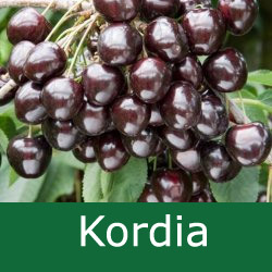 E Bare Root Kordia Cherry Tree, 1-2 metres tall, 1-2 years old, EATING + FRUIT IN JULY + BIG CROPS + LARGE FRUITS + DISEASE RESISTANT **FREE UK MAINLAND DELIVERY + FREE 100% TREE WARRANTY**