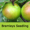 C3 Bare Root Bramleys Seedling Cooking Apple Tree, TRIPLOID + BEST COOKING APPLE + AWARD **FREE UK MAINLAND DELIVERY + FREE 100% TREE WARRANTY**