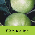 C3 Bare Root Grenadier, COOKING + LARGE EARLY APPLES + EASY TO GROW + NORTH UK + COMPACT **FREE UK MAINLAND DELIVERY + FREE 100% TREE WARRANTY**