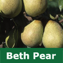 C3 BARE ROOT Beth Pear, Eating, 1-2m Tall, Fruits August, FRUITS FASTER + SWEET + GOOD HARVEST **FREE UK MAINLAND DELIVERY + FREE 100% TREE WARRANTY**