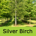 Mature Silver Birch Tree Betula Pendula SPECIMEN + AWARD + WET + DROUGHT + WINDBREAK + FAST GROWING + EASY **FREE UK MAINLAND DELIVERY + FREE 100% TREE WARRANTY**