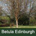 Betula Edinburgh Birch Tree, SMALL + WHITE BARK **FREE UK MAINLAND DELIVERY + FREE 100% TREE WARRANTY**
