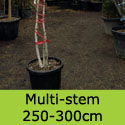 Betula Pendula Silver Birch Multi-Stem 250-300cm