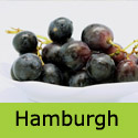 Black Hamburgh Grape Vine