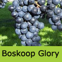 Boskoop Glory Grape Vine, Black Outdoor, Eating, AWARD + RELIABLE + DISEASE RESISTANT **FREE UK DELIVERY + FREE 3 YEAR LTD WARRANTY**
