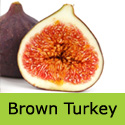 Brown Turkey fig