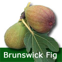 Brunswick Fig Tree, Self Fertile, 1-2 years old, LARGE FRUITS **FREE UK MAINLAND DELIVERY + FREE 100% TREE WARRANTY**