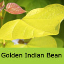 Golden Indian Bean Tree