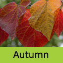 Cercis Canadensis Forest Pansy Autumn leaf