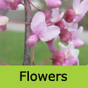 Cercis Canadensis Forest Pansy Flowers