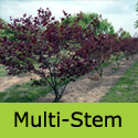 Cercis Canadensis Forest Pansy Multi Stem Option