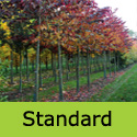 Cercis Canadensis Forest Pansy standard shape