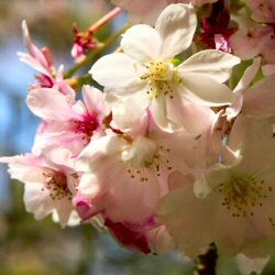 Cheals Weeping Cherry Tree(Prunus `Kiku-shadare zakura`) Supplied height 1.25 - 1.50m in a 12 litre container**FREE UK MAINLAND DELIVERY EXCEPT SCOTTISH HIGHLANDS**