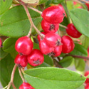 Weeping Cotoneaster Tree Cotoneaster Hybridus Pendulus SMALL + HARDY + EVERGREEN + PLANT ANYWHERE + DROUGHT TOLERANT + COAST **FREE UK MAINLAND DELIVERY + FREE 100% TREE WARRANTY**