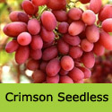 Crimson Seedless Grape Vine, Eating, Red, Outdoor, SEEDLESS + HEAVY CROPPER + LATE FRUIT **FREE UK DELIVERY + FREE 3 YEAR LTD WARRANTY**