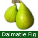 Dalmatie Fig Tree, Self Fertile, VERY LARGE FRUIT + LARGE CROP **FREE UK MAINLAND DELIVERY + FREE 100% TREE WARRANTY***