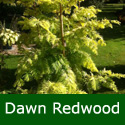 Dawn Redwood Tree Gold Rush Metasequoia glyptostroboides Gold Rush **FREE UK MAINLAND DELIVERY + FREE 100% TREE WARRANTY**