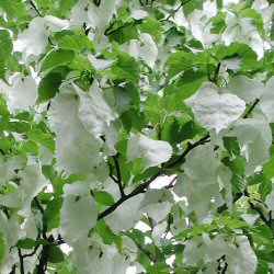Dove Tree (Davidia involucrata) Supplied height 1.5m to 1.7 metres in a 12 litre container**FREE UK MAINLAND DELIVERY EXCEPT SCOTTISH HIGHLANDS**
