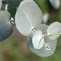 Tingiringi Gum (Eucalyptus Glaucescens) 20 - 40cm Hedge Trees, FAST GROWING + SCENTED FOLIAGE + BIOFUEL**FREE UK MAINLAND DELIVERY + FREE 100% TREE WARRANTY** Tingiringi Gum (Eucalyptus Glaucescens) 20 - 40cm Hedge Trees, FAST GROWING + SCENTED FOLIAGE + BIOFUEL**FREE UK MAINLAND DELIVERY + FREE 100% TREE WARRANTY**