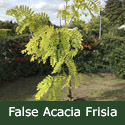False Acacia Tree or Black Locust Recently Planted