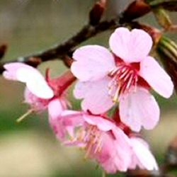 Prunus Kursar, Award + Early Flowering + Pink Flowers **FREE DELIVERY + WARRANTY**