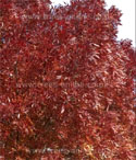 <font color="red">[DELIVERED 16TH AUGUST 2012]</font> Raywood Ash Tree (Fraxinus angustifolia 'Raywood') Supplied height 1.5 - 1.8m in a 12 litre container **FREE UK MAINLAND DELIVERY + FREE 100% TREE WARRANTY**