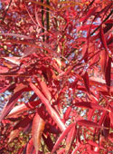 <font color="red">[DELIVERED 16TH AUGUST 2012]</font> Raywood Ash Tree (Fraxinus angustifolia 'Raywood') Supplied height 1.5 - 1.8m in a 12 litre container **FREE UK MAINLAND DELIVERY + FREE 100% TREE WARRANTY**