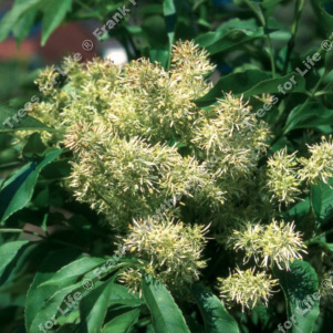<font color="red">[DELIVERED 16TH AUGUST 2012]</font> Obelisk Ash Tree (Fraxinus ornus 'Obelisk') Supplied height 1.5 - 1.8m, 12L Pot, LOW MAINTENANCE, SMALL TREE, POOR SOIL TOLERANT **FREE UK MAINLAND DELIVERY + FREE 100% TREE WARRANTY**